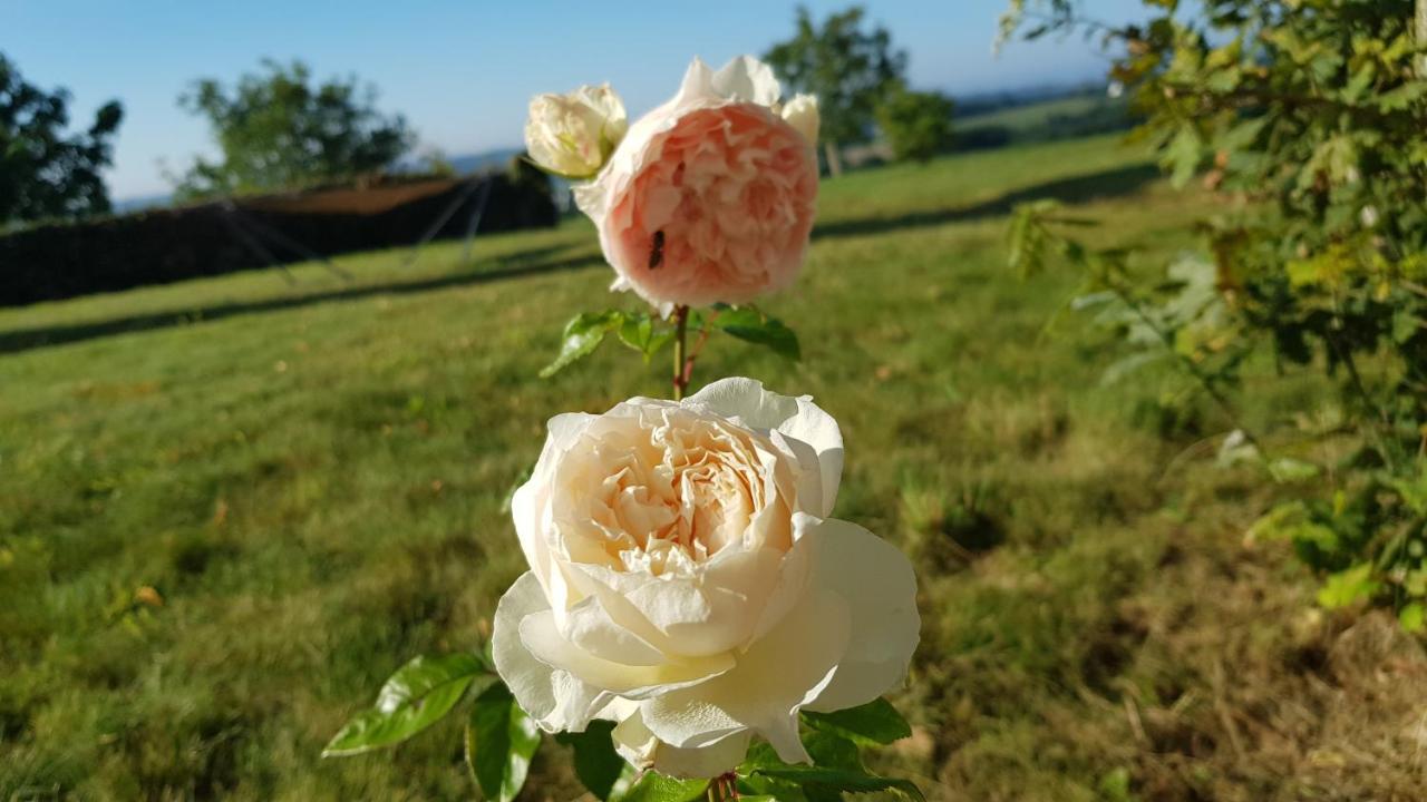 Belle Visnonia B&B Gluten Free & Traditional Béganne Exteriör bild